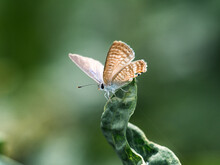 Small Pea Blue Butterfly On A Leaf 2