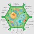 The graphic shows the parts of the plant cell with their names on a gray background. Vector image
