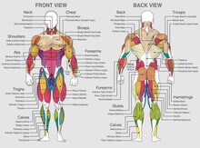 The Graphic Shows The Location Of The Muscles Of The Human Body With Their Names On A Gray Background. Vector Image
