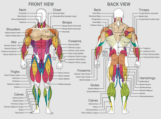 the graphic shows the location of the muscles of the human body with their names on a gray backgroun