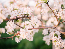 Close Up Of Apple Blossoms In Bloom In Spring In An Orchard 