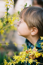 Portrait Of Profile Of Little Boy In Yellow Spring Forsythia Flowers