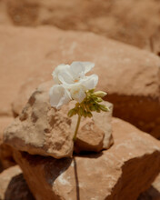 White Geranium Flower Between Rocks In The Desert