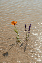 Orange And Purple Flower In The Sand With Rippling Sparkling Waves 