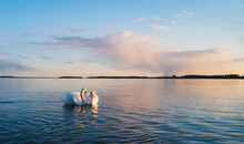 Swans On Sea During Sunset