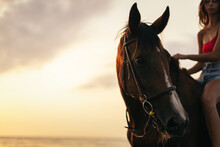 Close-up Of A Horse's Head At Sunrise