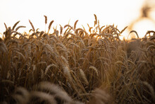Grains Crops Growing In Fields 