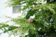 Pearl-necked Turtledove In A Pine Tree