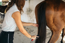 Woman Brushing Her Horse In A Stable