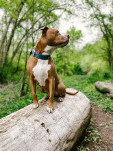 A Dog Sitting On A Log