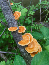 Orange Fungus