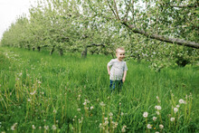 Little Toddler Standing In An Apple Orchard In Spring