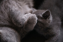 Closeup Of Little Blue Cats Who Are Breastfeeding

