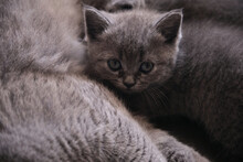 Closeup Of Little Blue Cats Who Are Breastfeeding

