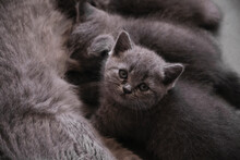 Closeup Cute Kitten Breastfeeding