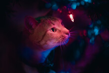 Cat Looking At Christmas Tree Light