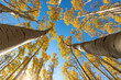 © Carl Zoch/Stocksy - Aspen Tree