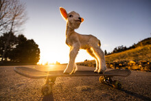 Lamb On A Skateboard