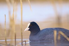 Close-up Of A Coot  In Water