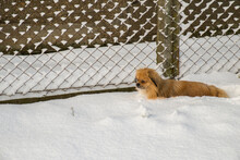 Heavy Snow Half Covers The Dog