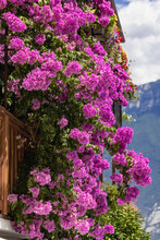 Pink Flowering Bushes In Limone , Italy