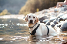 Beautiful Labrador Dog Portrait
