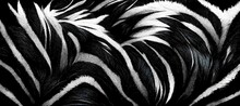 Spectacular Closeup Image Of Zebra Fur With Realistic Texture Pattern In Black And White. Detail In High Resolution. High Resolution Detail. Digital Art 3D Illustration.