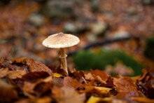 Mushrooms In Autumn Forest