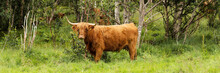 Scottish HIghland Cow