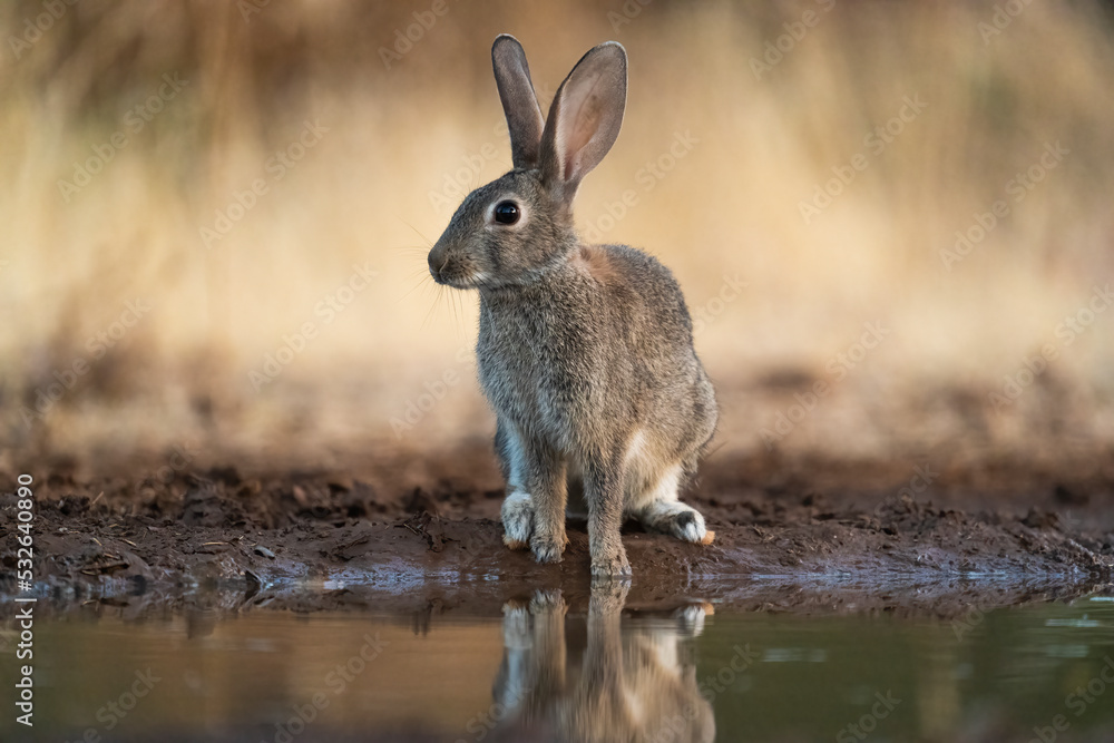 Natural Rabbit Rabbit In Its Natural Habitat Stock Photo | Adobe Stock