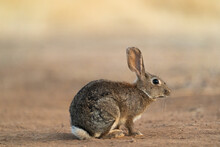 European Rabbit (Oryctolagus Cuniculus) 