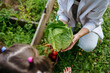 © AD Astra Team/Stocksy - Mom and daughter are picking cabbage in the garden
