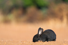Little Black Rabbit Portrait  