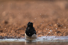 Magpie Cools Off In A Pond  
