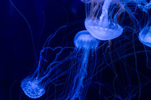 Multiple Jellyfish Swimming Underwater