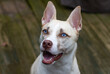 © Kerry Murphy/Stocksy - Happy dog with striking blue eyes