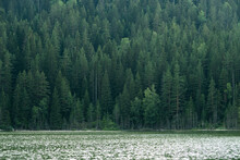 Green Pine Forest And Green Lake
