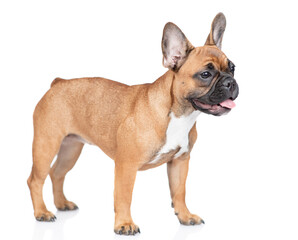Aufkleber - French Bulldog puppy standing in  side view. Isolated on white background