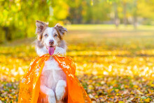 Funny Border Collie Dog Wearing Halloween Cloak Standing On It Hind Legs At Autumn Park. Empty Space For Text
