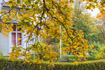 Wall Mural - Autumn colored Maple leaf on a tree branch