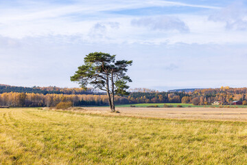 Sticker - Single pine tree on a field at autumn colors in the landscape