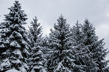 Snow Covering Pine Trees In The Winter