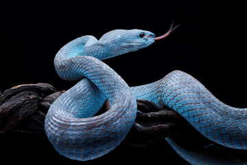 Wall Mural - Blue viper snake on branch with isolated background, viper snake ready to attack, blue insularis snake, animal closeup