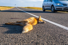 Dead Red Fox On The Road. Problem Of The Absence Of Obstacles On High-speed Roads