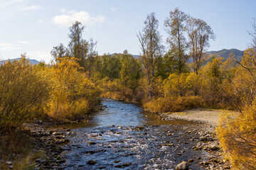 Wall Mural - Forest river in a mountain valley. Beautiful autumn landscape. Travel and walks in nature. Ecological tourism. Fall season. Yellow leaves on trees and bushes.