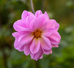 Poster - Beautiful close-up of a decorative dahlia