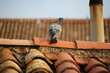 pigeon sur un toit