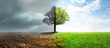 canvas print picture - Concept of climate changing. Half dead and alive tree outdoors, banner design