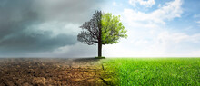 Concept Of Climate Changing. Half Dead And Alive Tree Outdoors, Banner Design