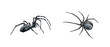 Watercolor black spider isolated on white background.
